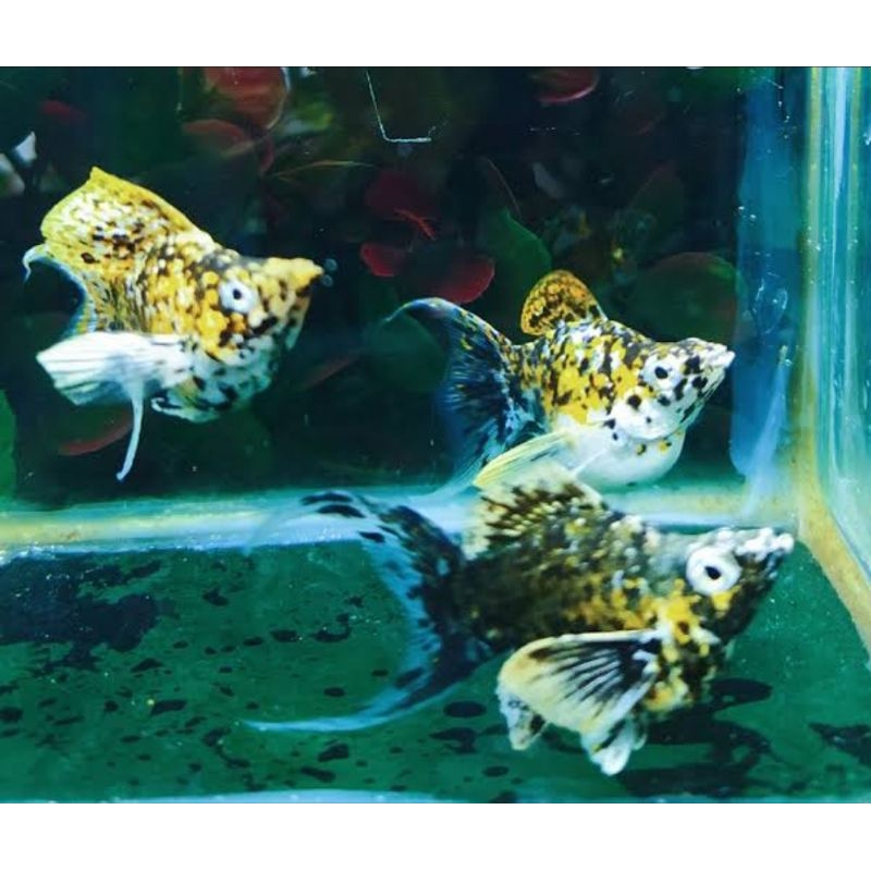 

Promosi [Hiasan] MOLLY LEOPARD SERIES (MIX PATTERN)