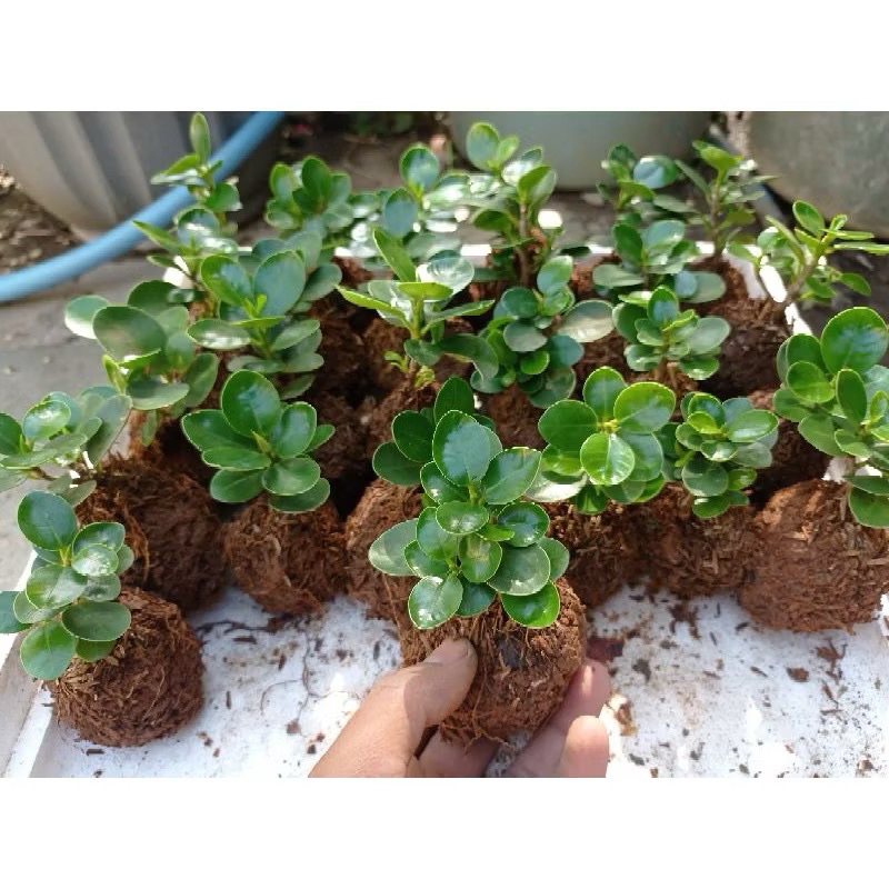 Beringin Dolar Mikro / Mangkok