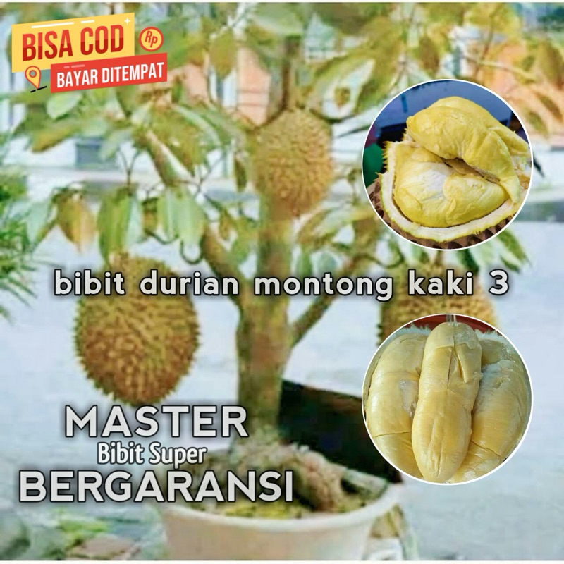 Bibit Durian Monthong Kaki 3 Hasil Okulasi Pendek Cepat Berbuah