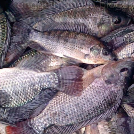 

Ikan Mujahir