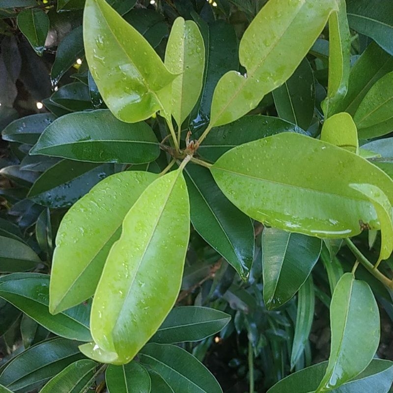 

Daun Sawo fresh, dipetik saat ada pesanan. harga per 100lembar.