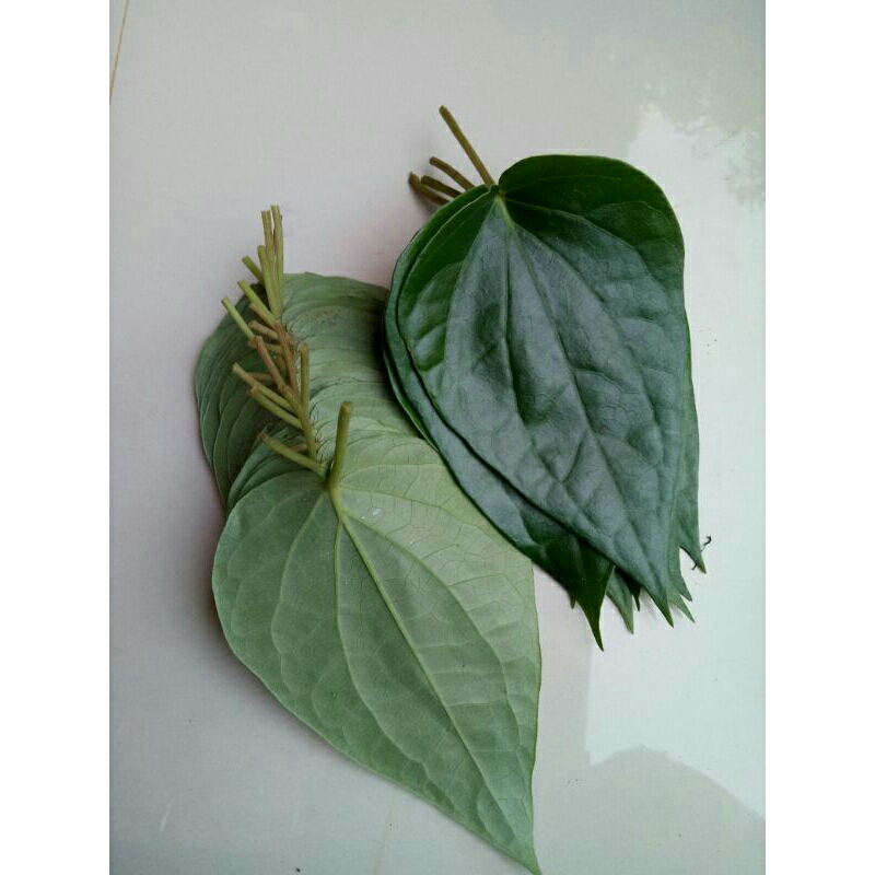 

100gr Daun Sirih segar (Piper Betle Linn)daun sirih organik
