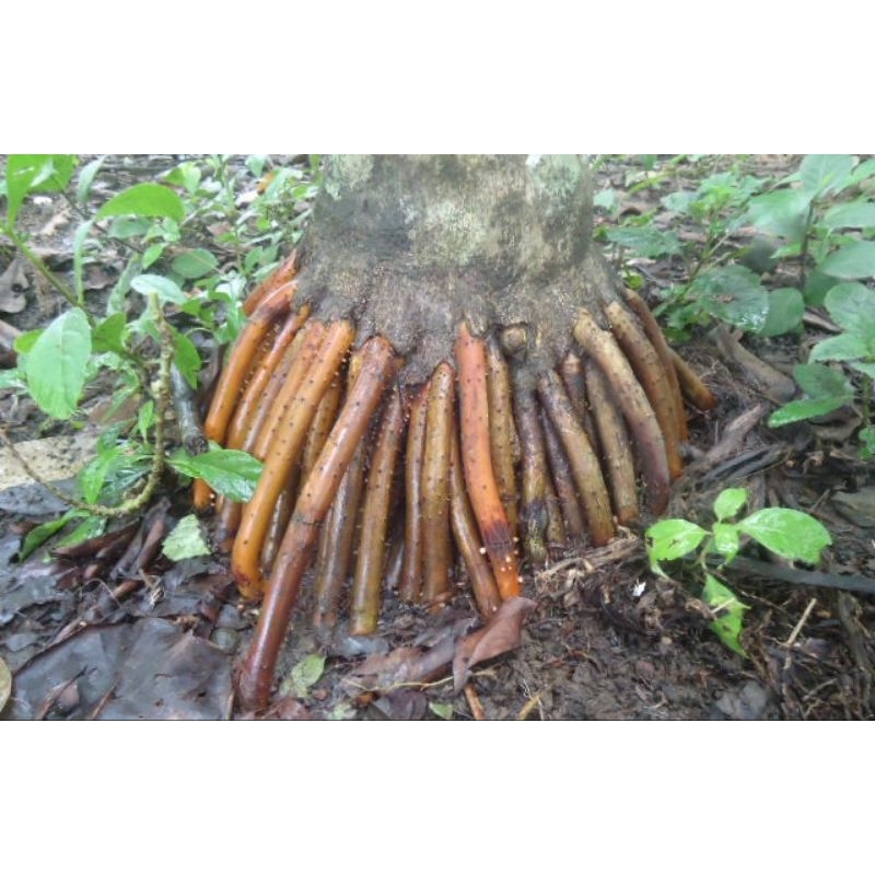 

akar pinang muda/akar jambe muda fresh