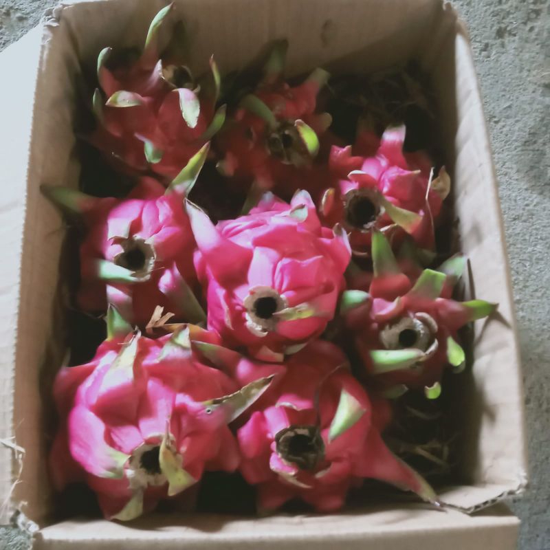 

Buah Naga Merah 1kg (Grade A)