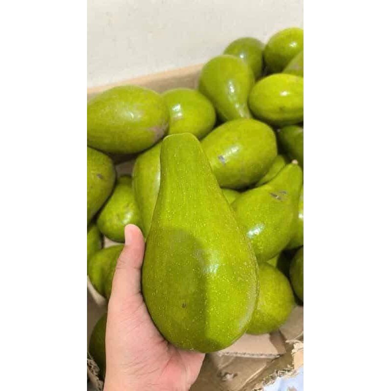 

[BB 1kg] ALPUKAT MENTEGA MURIA BERGARANSI