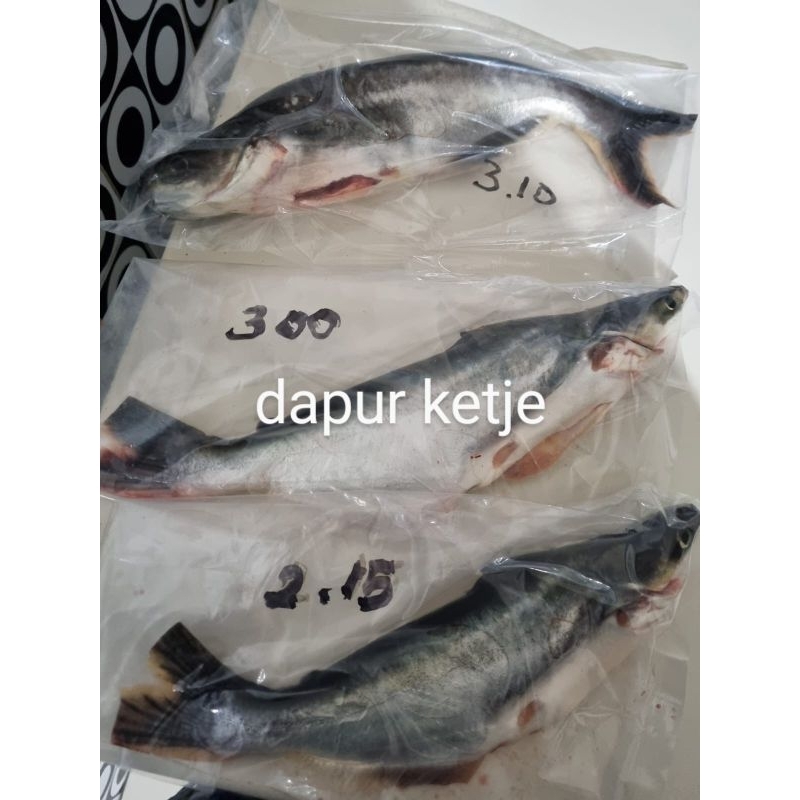 

IKAN PATIN 500 Gram