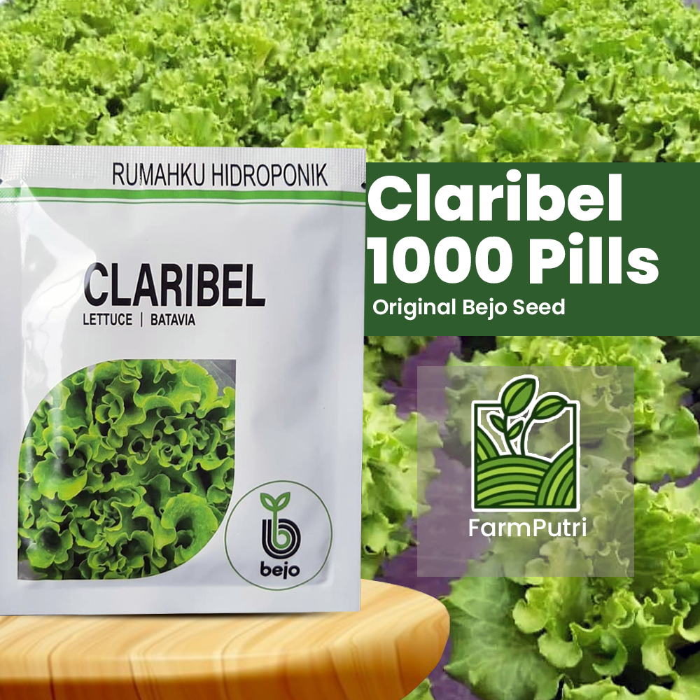 Benih Selada CLARIBEL Bejo seed Benih Lettuce Batavia Benih Selada bejo Original