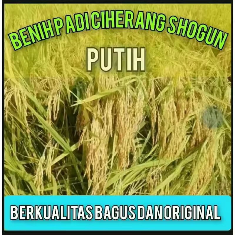 benih padi Ciherang sogun putih 5kg