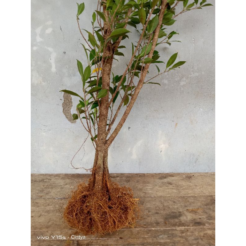 bahan bonsai kimeng pecah batang