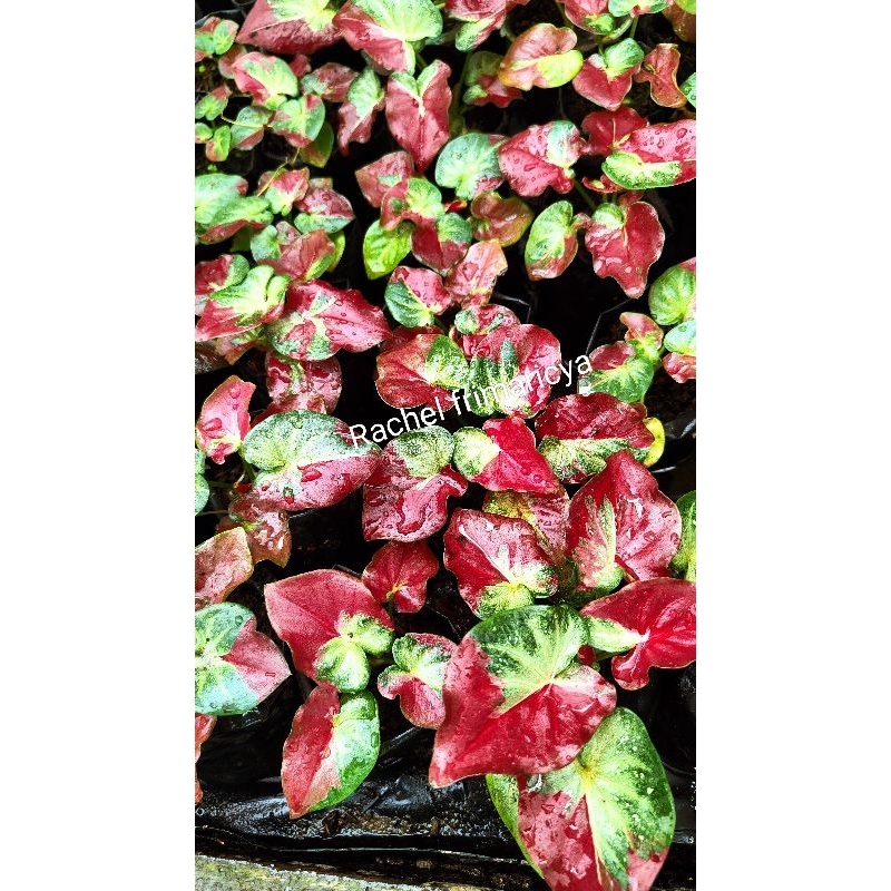 Caladium shycool / tumpah cat