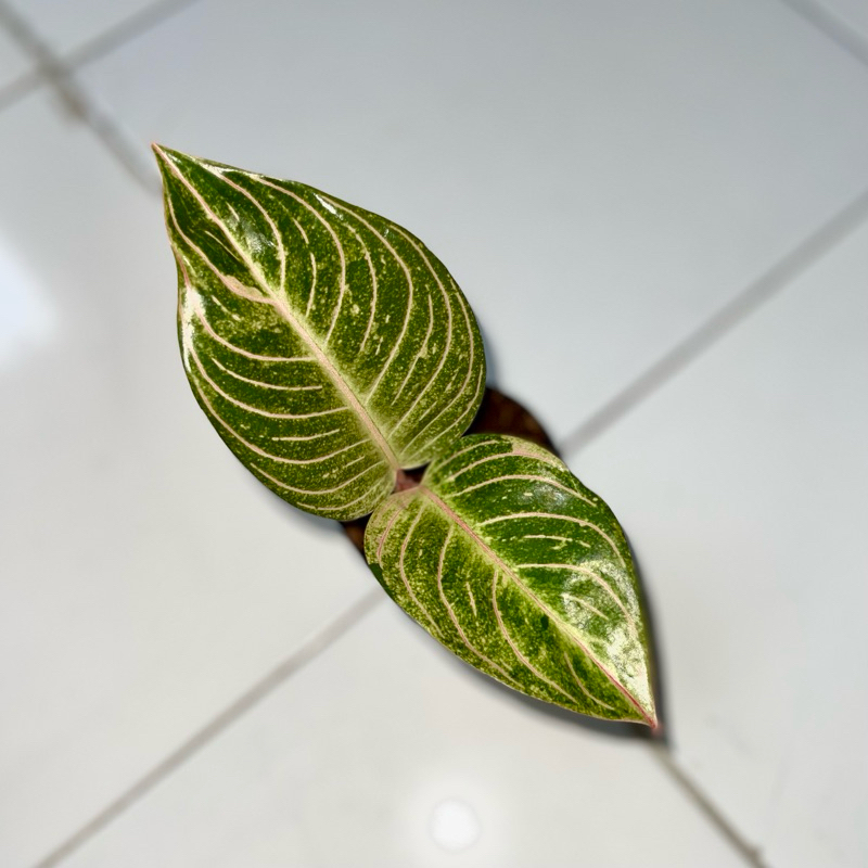 Aglaonema Esmeralda