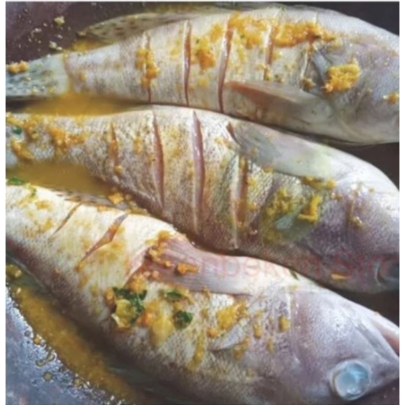 

Ikan kerapu bumbu kuning siap goreng ±350gram
