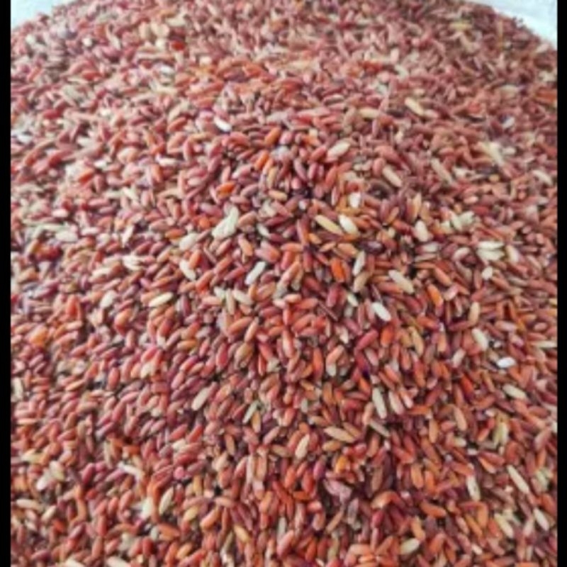 BERAS MERAH PAKAN AYAM BURUNG