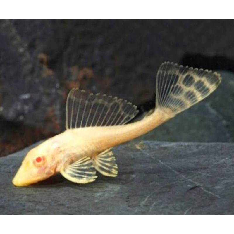GIBICEP PEMBERSIH AQUARIUM