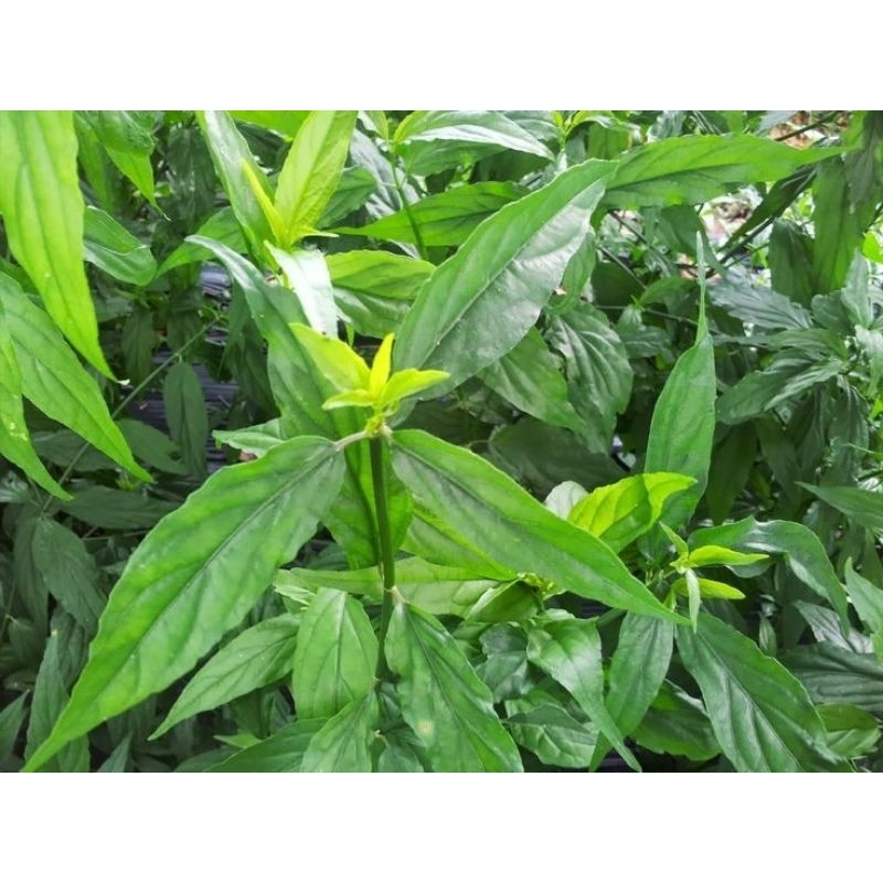 

daun belalai gajah Sabah snak gras clinatha 1kg pres