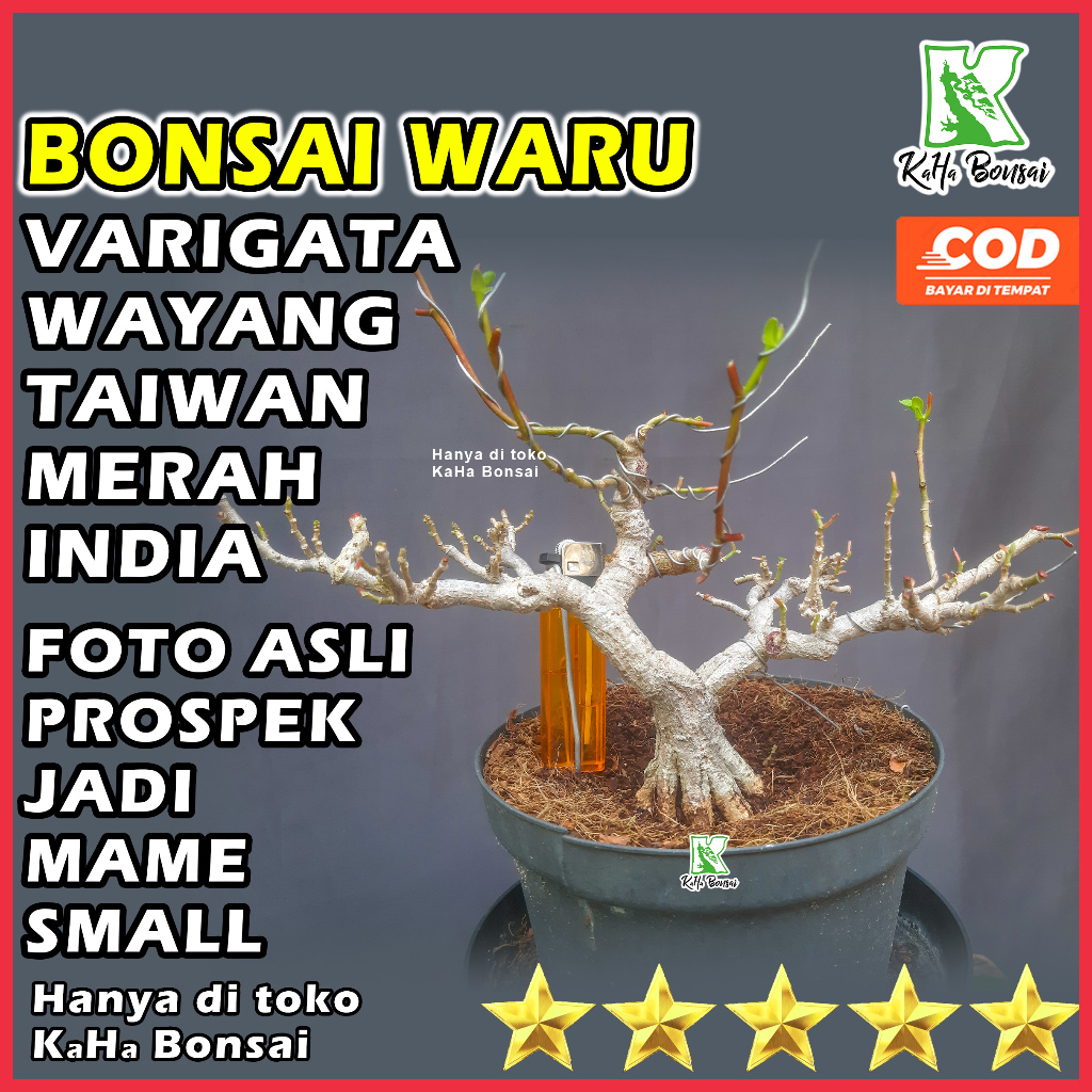 Bonsai Waru Siap Pajang Bonsai Waru Merah Super Red Bonsai Waru India Bonsai Waru Prokar Bonsai Waru