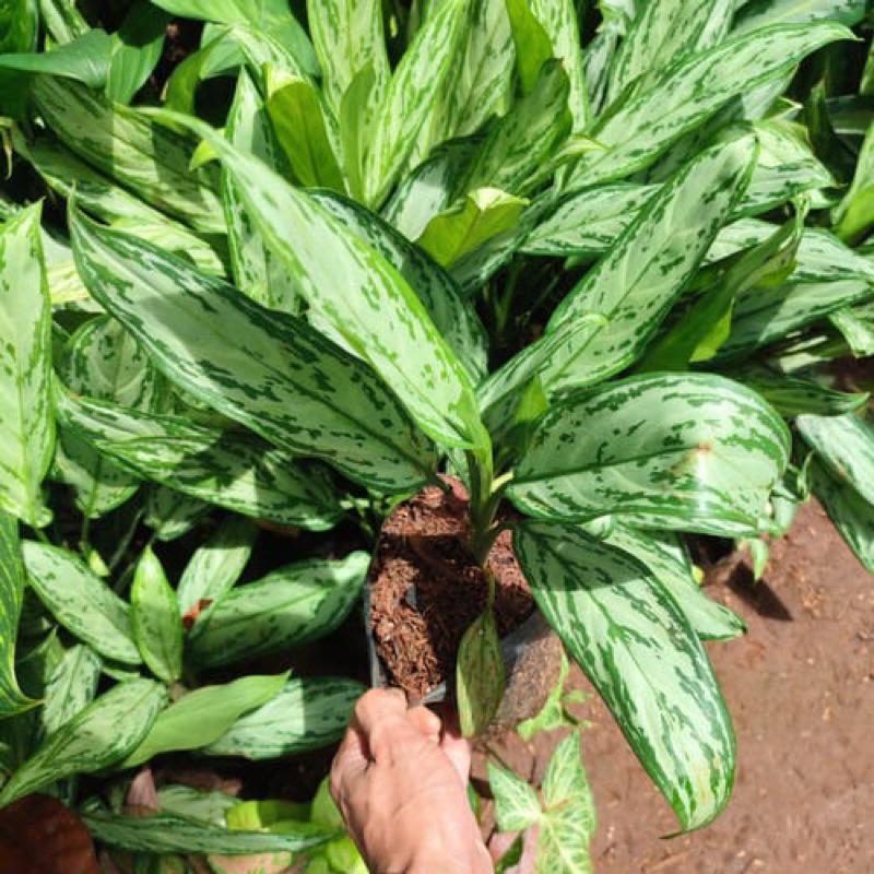 Tanaman hias blanceng zebra-tanaman hias blanceng silver