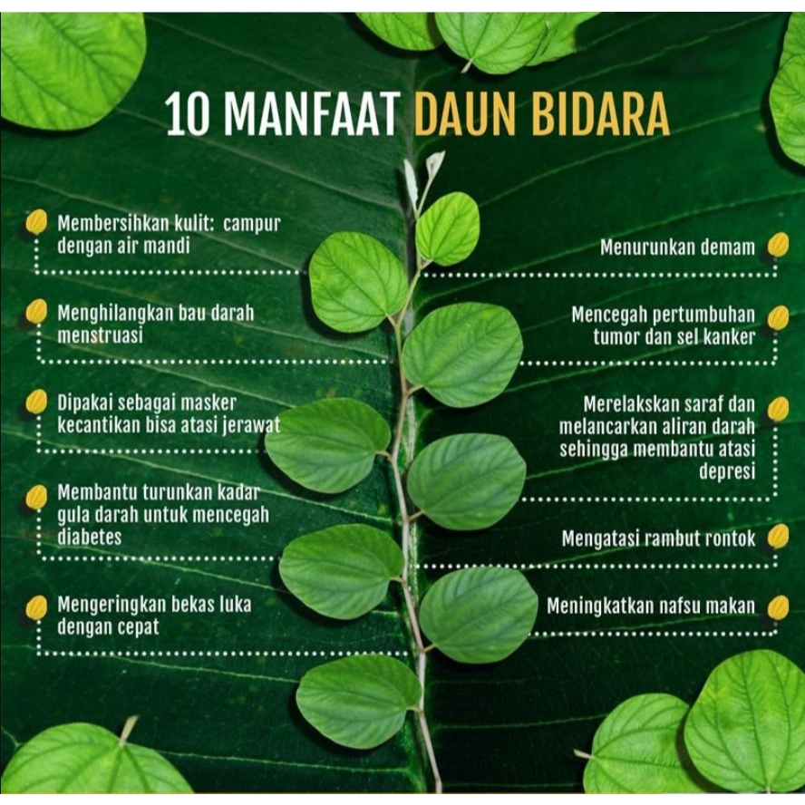 

Daun Bidara Arab Asli Sidr