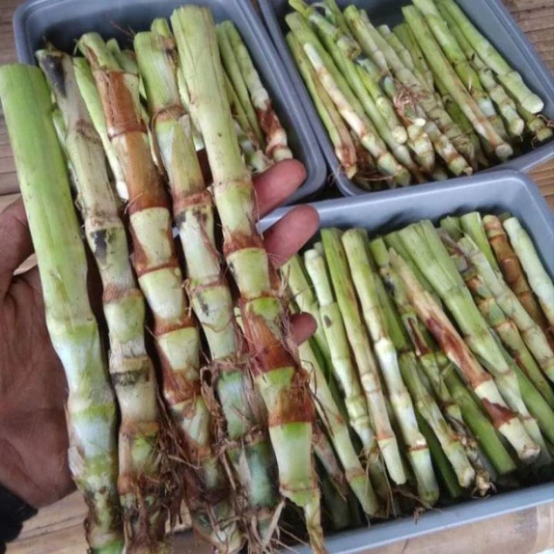 BIBIT ODOT 100 BATANG ODOT JUMBO  BUKAN ODOT BIASA