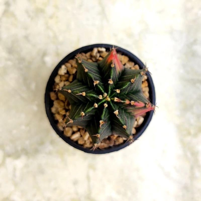 Kaktus LB Hybrid Variegata