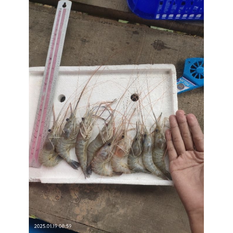 

UDANG GALAH KECIL 1KG. SEGAR