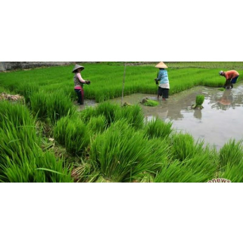 

beras gratis untuk keluarga karena hasil panen sendiri