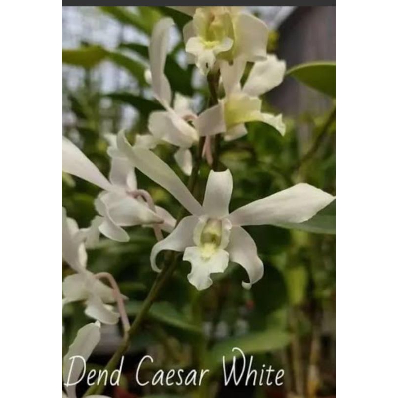 DENDROBIUM CAESAR WHITE( capung jawa) PRA DEWASA