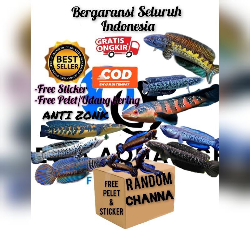 MISTERI  BOX IKAN CANA
