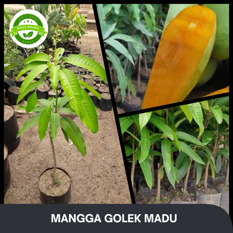 MANGGA GOLEK
