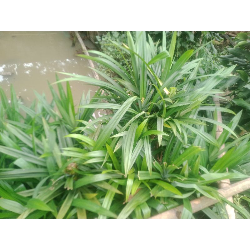 

daun pandan 20lembar
