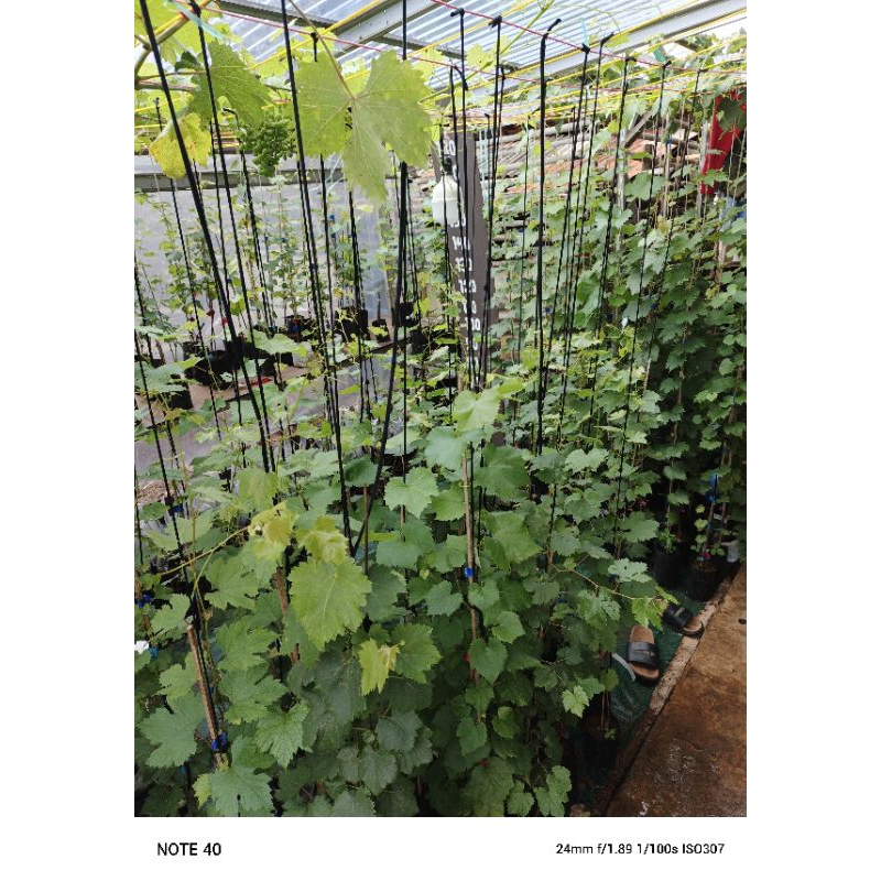 

bibit anggur import tinggi 2meter