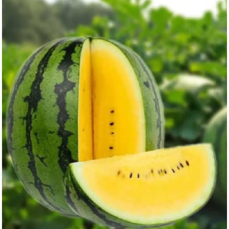 200 BENIH SEMANGKA KUNING SUPER MANIS PROMO BENIH SEMANGKA KUNING TERBAIK