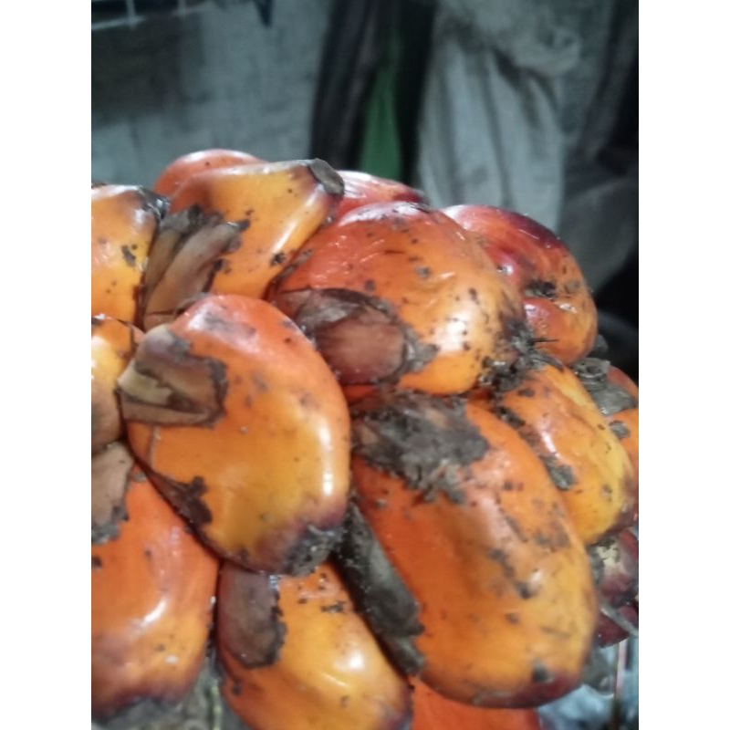 

kelapa sawit 1kg