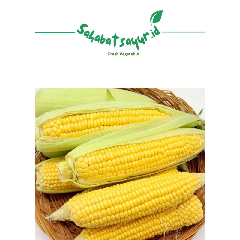 

Jagung manis fresh per pack (isi 2/3 biji) -Surabaya