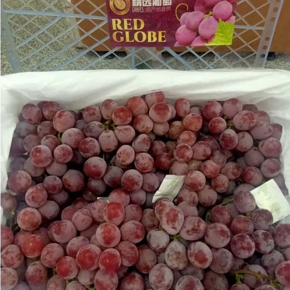

Anggur red Globe per Box