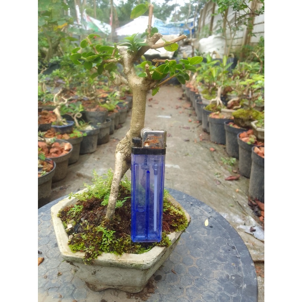 Bonsai Sancang split liuk ukuran mame siap pajang