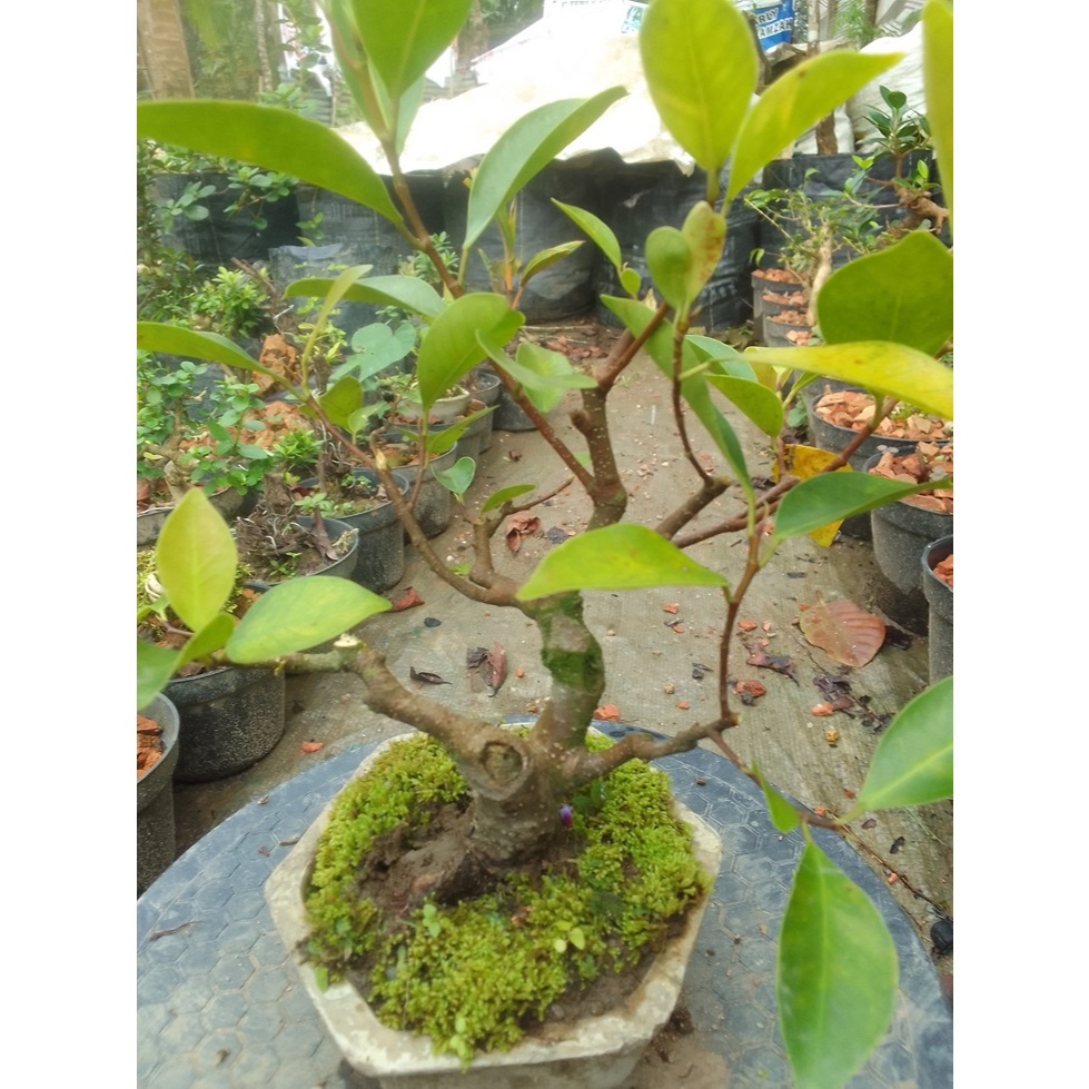 Bonsai beringin iprik atau preh mame siap pajang