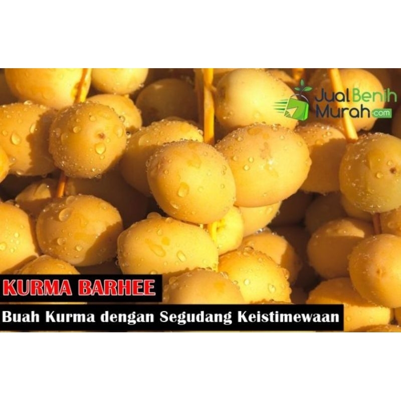 

Kurma Muda Fresh dsn Baru