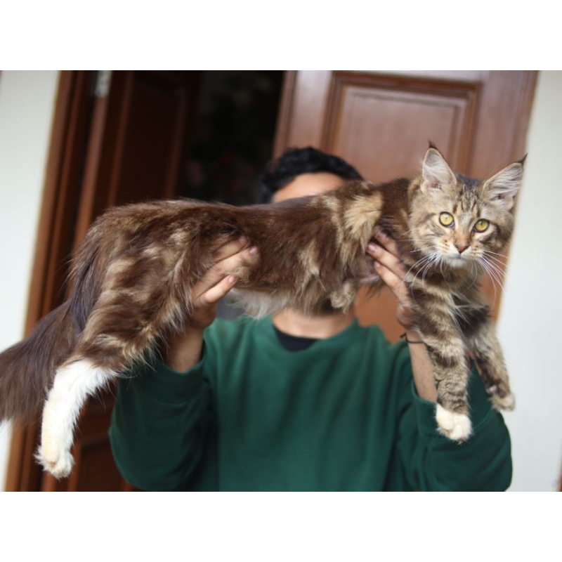 kucing Mainecoon betina pure non ped cantik