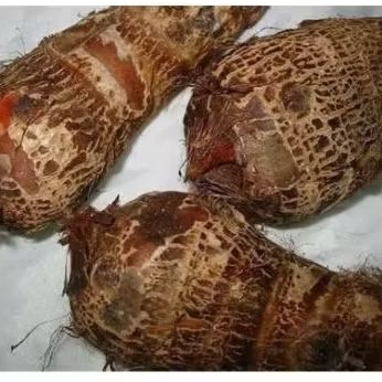 

UMBI TALAS GAJAH SEGAR..Berkualitas harga sepesial 1 kg