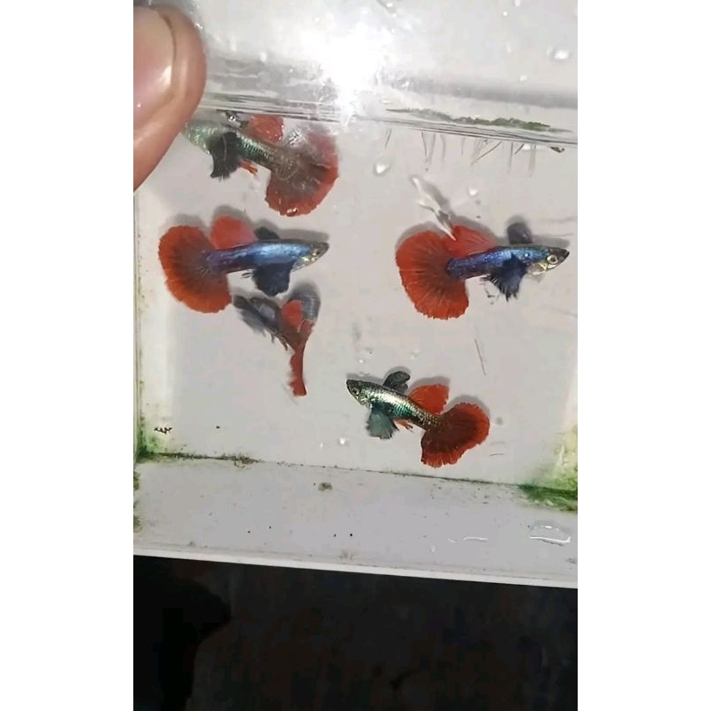 hiasan aquarium guppy prtde 7 pasang