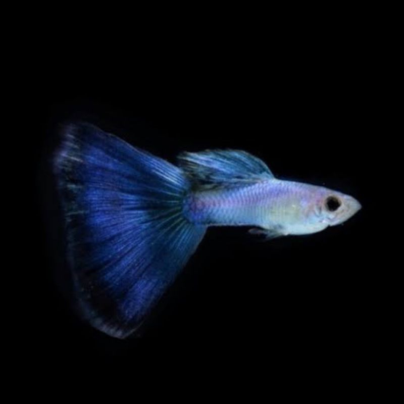 HIASAN AQUARIUM BURAYAK GUPPY SINGA BLUE TAIL
