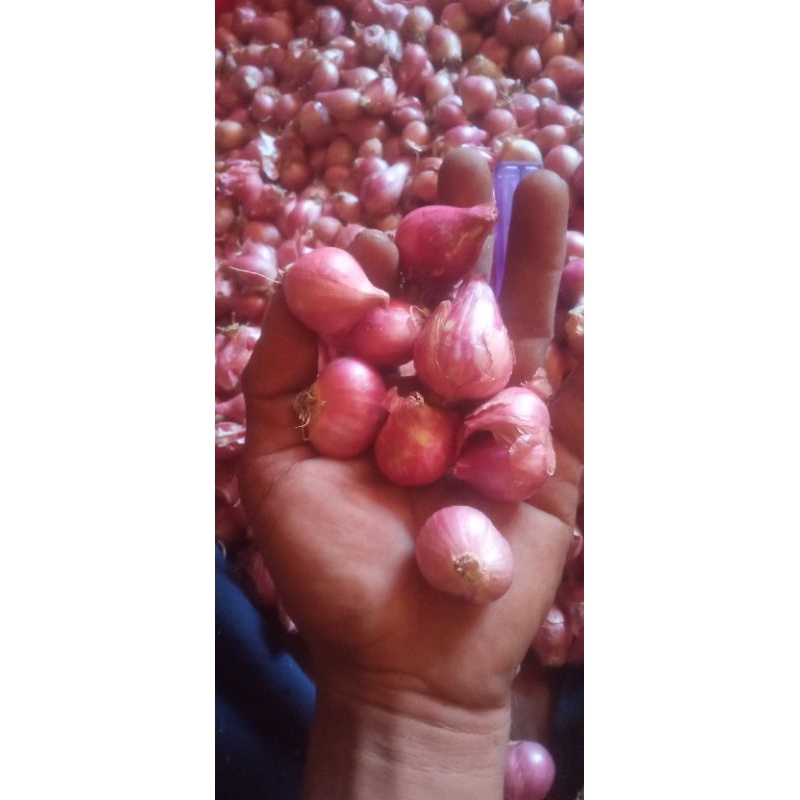 

bawang merah asli nganjuk kemasan 1 kg