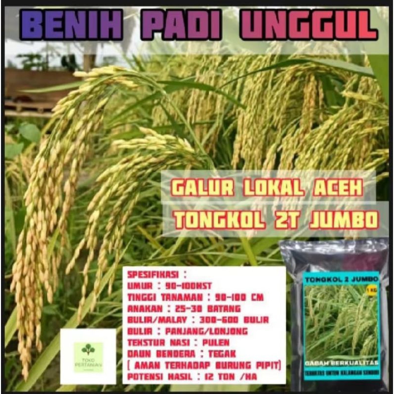 

Benih padi galur lokal aceh tongkol zt jumbo 1kg