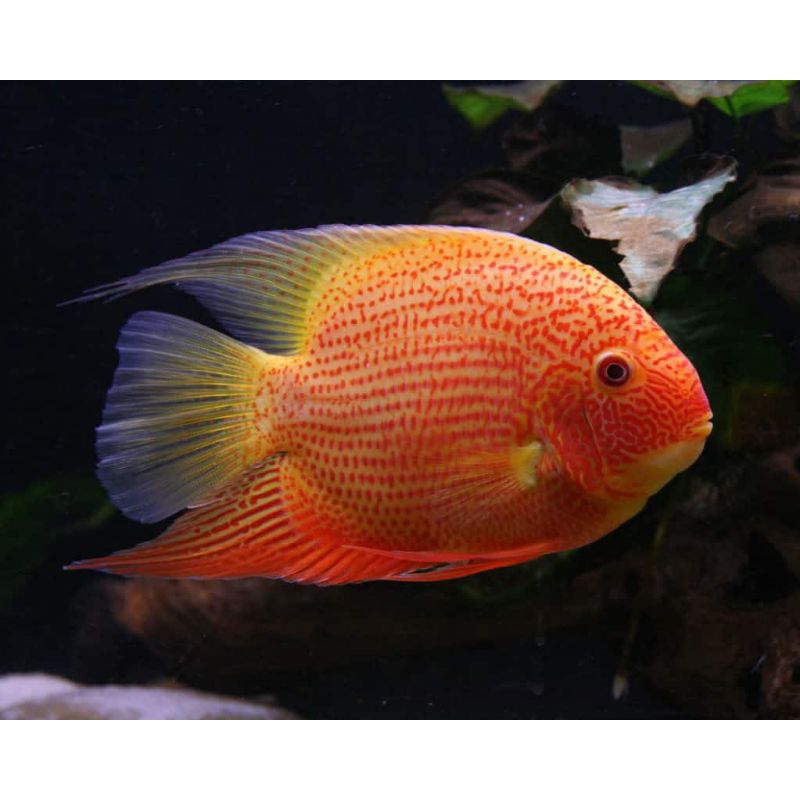 koleksi RED SEVERUM 5-6CM