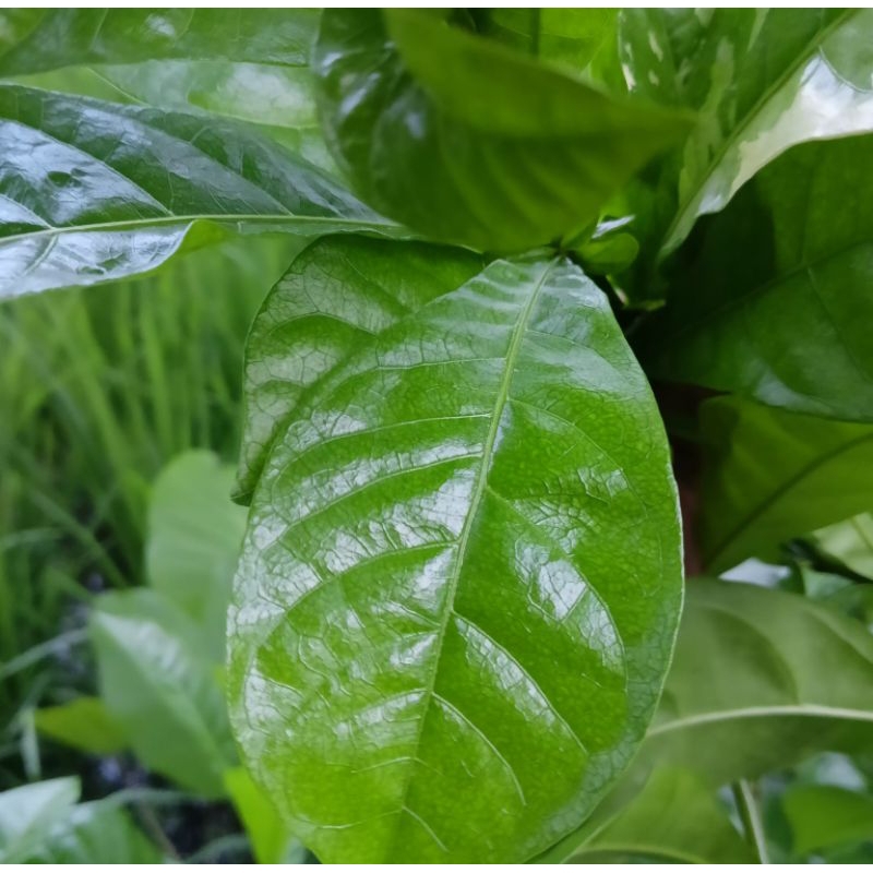 

Daun Maja segar langsung petik 100+lembar