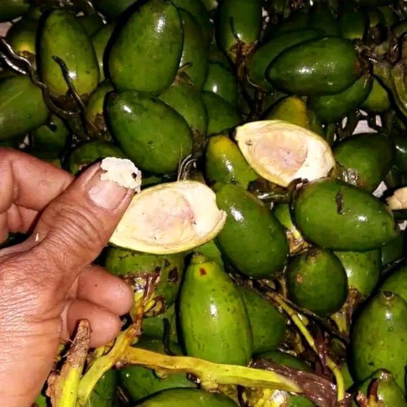 

buah pinang muda 1 kg , pinang muda untuk pria