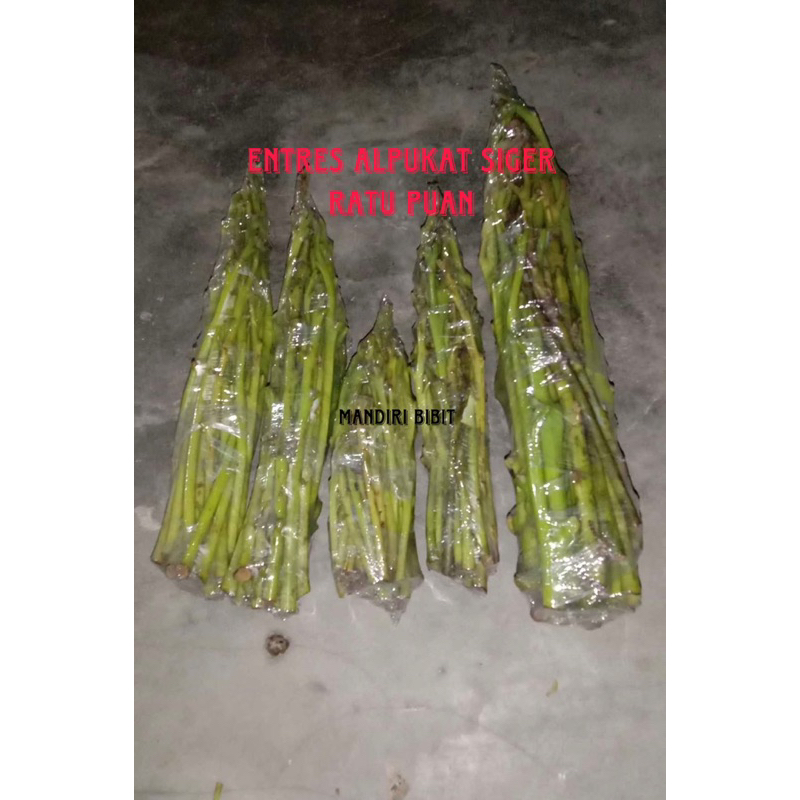 Entres alpukat SIGER 1 valid(dari indukan sudah berbuah)