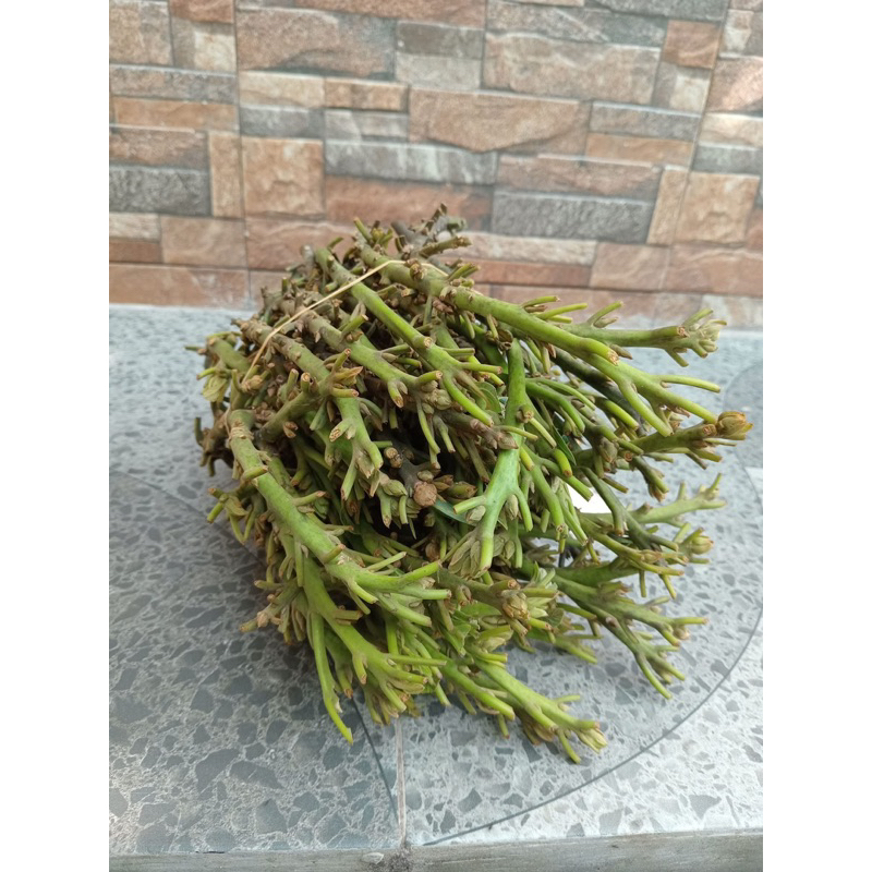 entres alpukat jenis siger