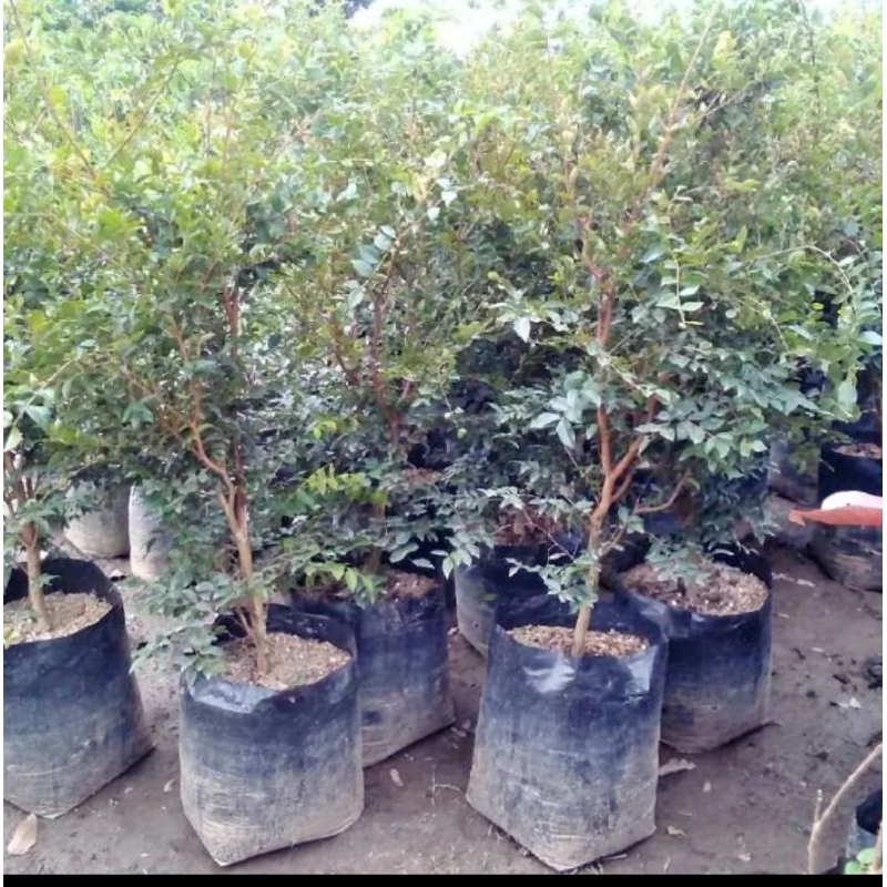

bibit anggur pohon jenis preco cabang